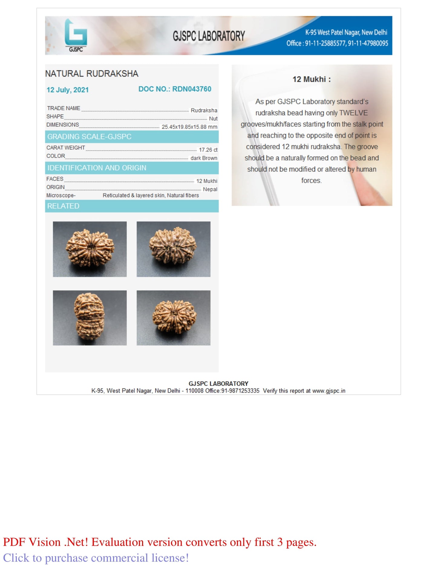 12 MUKHI RUDRAKSHA (25.45 mm)