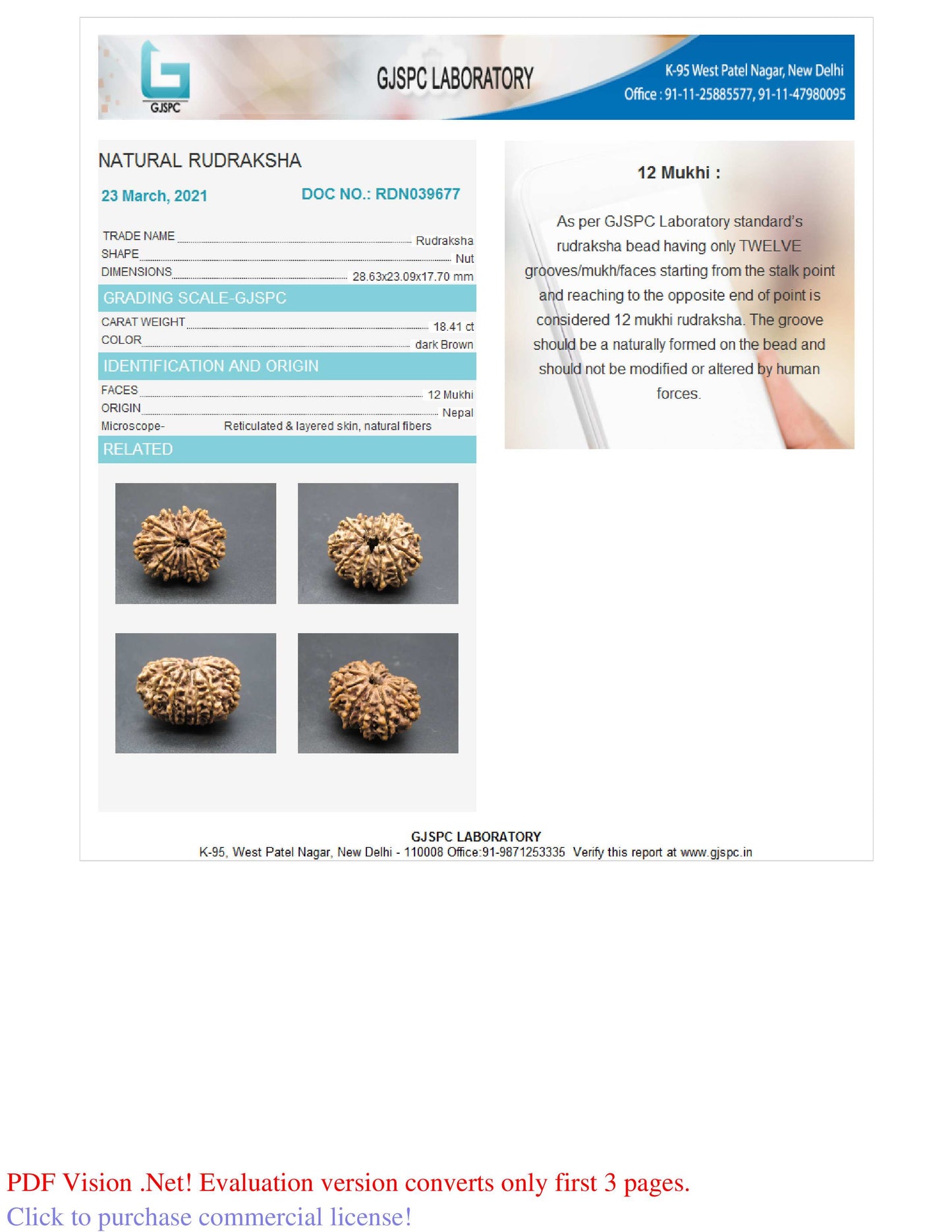 12 MUKHI RUDRAKSHA (28.63 mm)