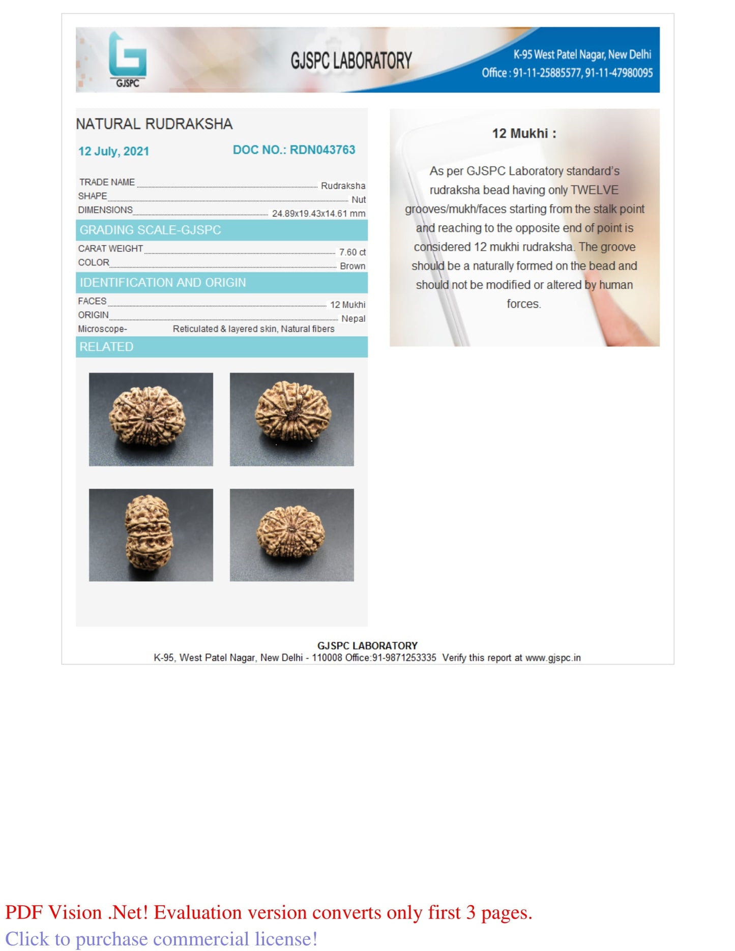 12 MUKHI RUDRAKSHA (24.89 mm)