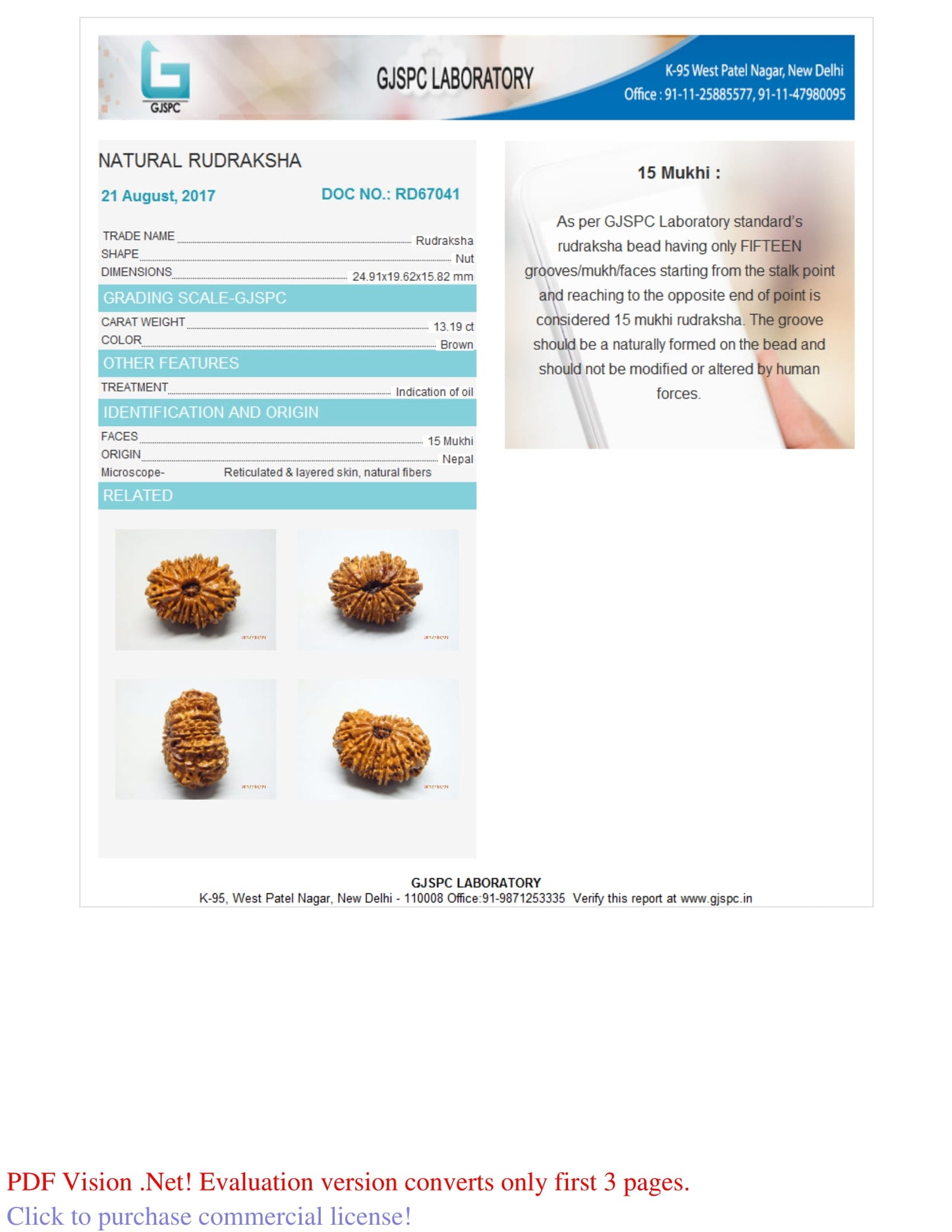 15 MUKHI RUDRAKSHA (24.91 mm)