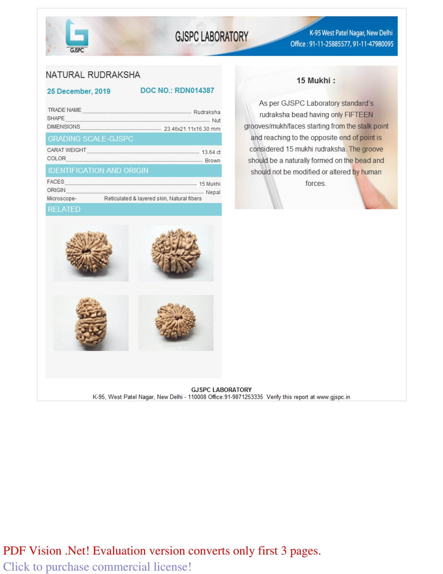 15 MUKHI RUDRAKSHA (23.46 mm)