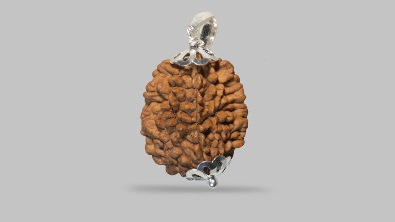 2 MUKHI RUDRAKSHA (28.01 mm)