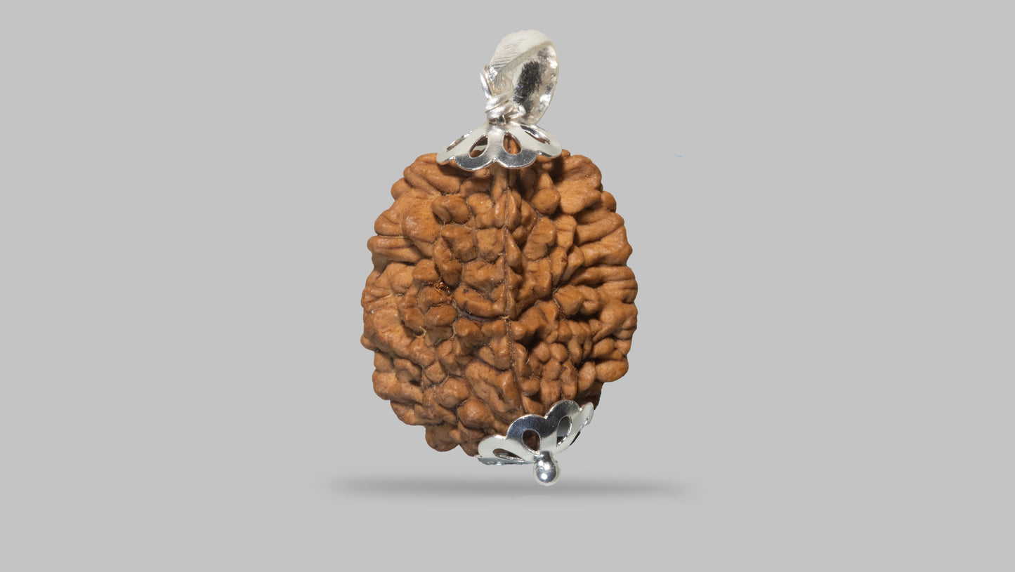 2 MUKHI RUDRAKSHA (28.01 mm)