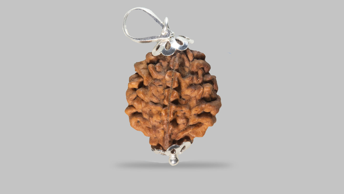 2 MUKHI RUDRAKSHA (28.30 mm)
