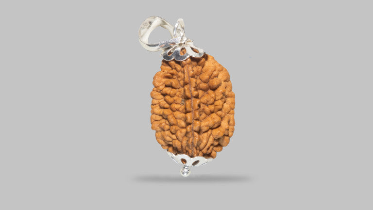 2 MUKHI RUDRAKSHA (27.35 mm)