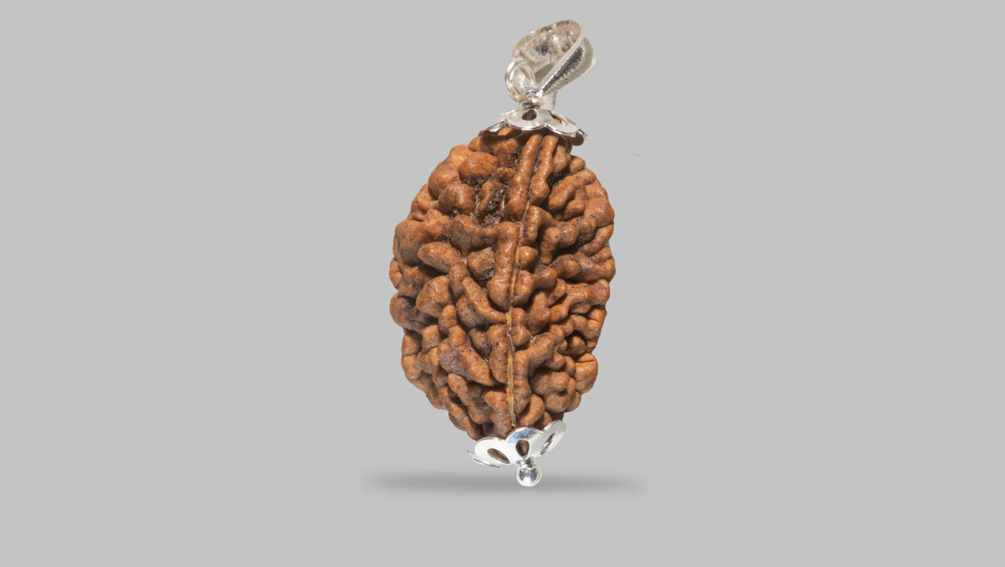 2 MUKHI RUDRAKSHA (28.31 mm)