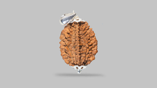 2 MUKHI RUDRAKSHA (28.81 mm)