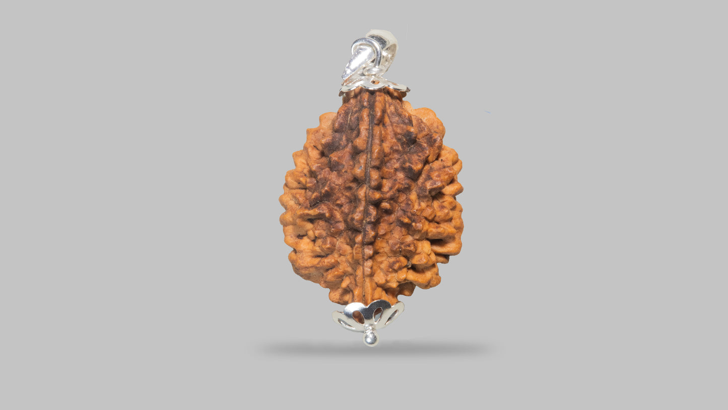 2 MUKHI RUDRAKSHA (34.65 mm)