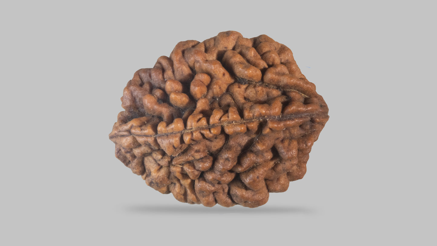 2 MUKHI RUDRAKSHA (31.35 mm)