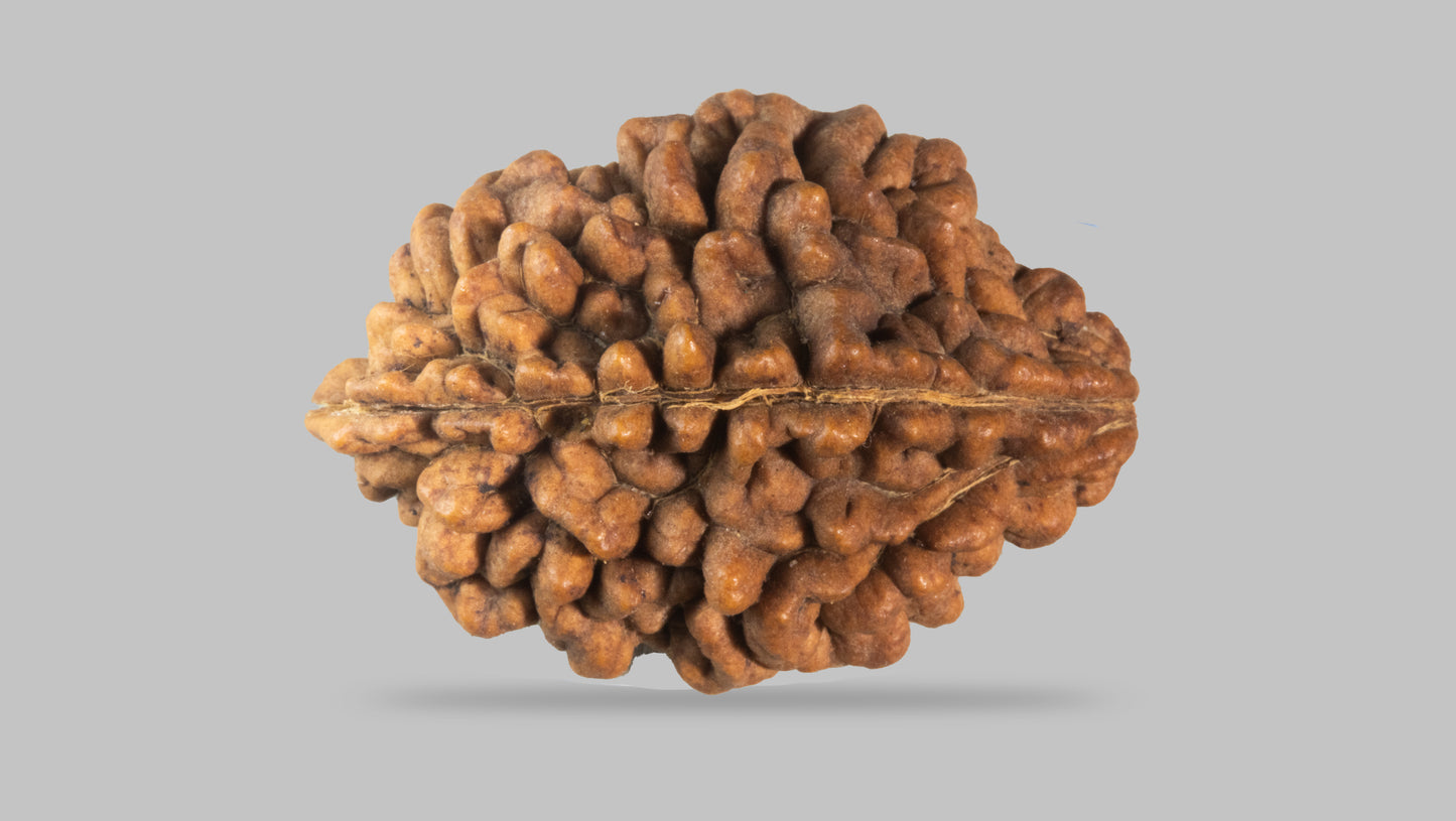 2 MUKHI RUDRAKSHA (33.44 mm)