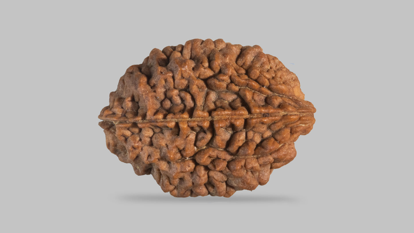 2 MUKHI RUDRAKSHA (33.30 mm)