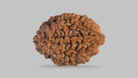 2 MUKHI RUDRAKSHA (33.30 mm)