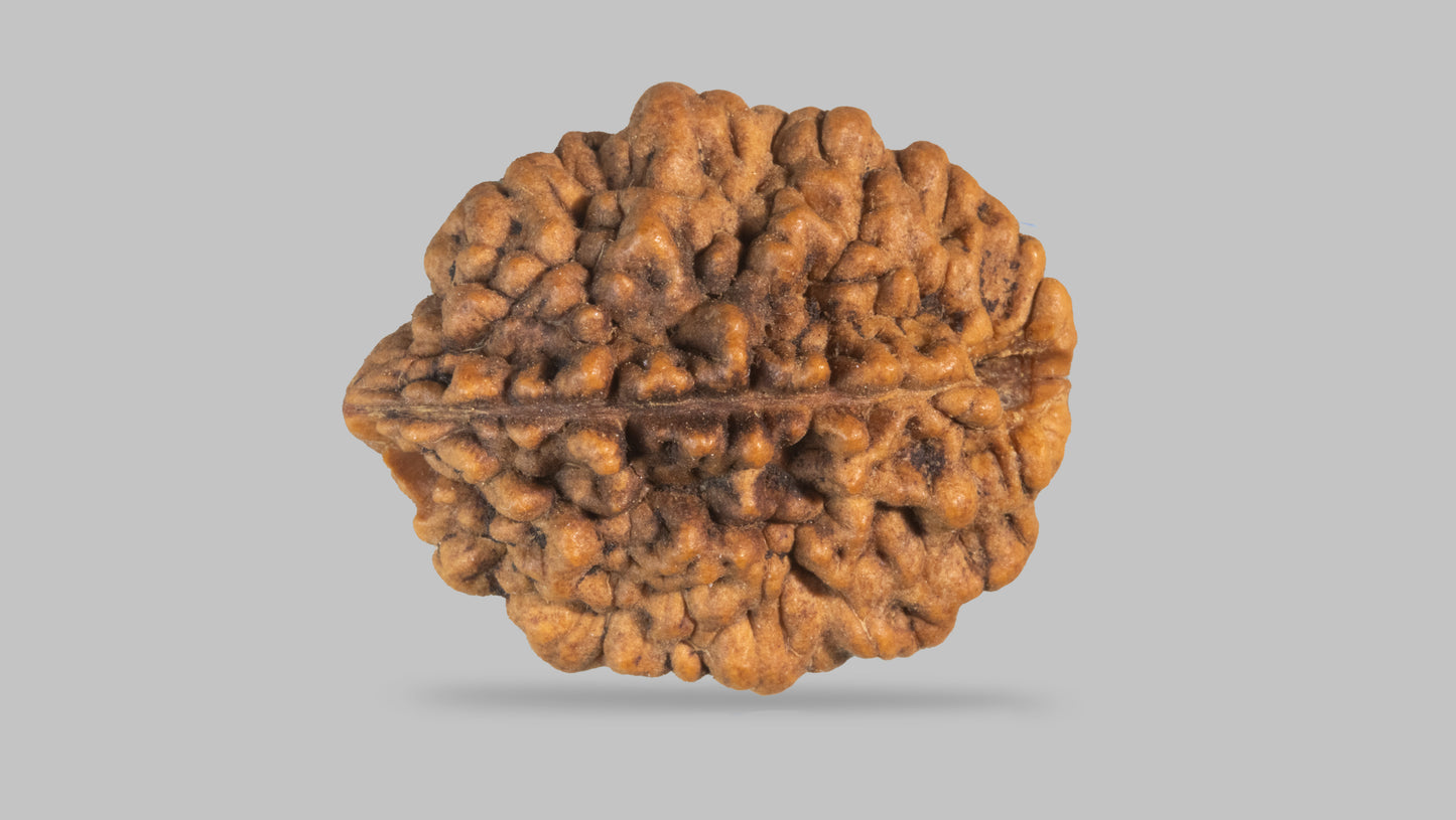 2 MUKHI RUDRAKSHA (28.71 mm)