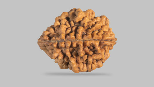 2 MUKHI RUDRAKSHA (26.31 mm)