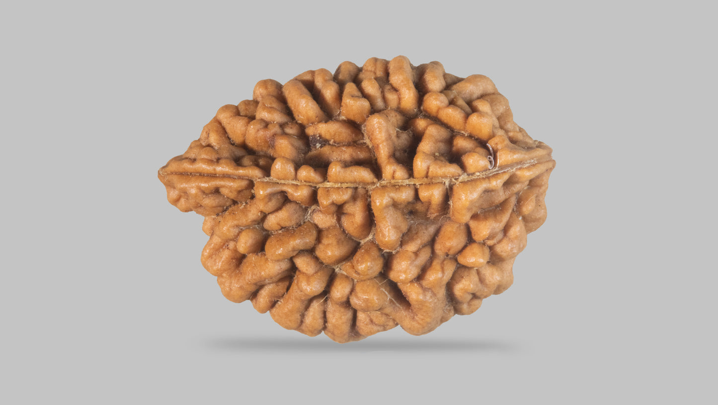 2 MUKHI RUDRAKSHA (29.45 mm)