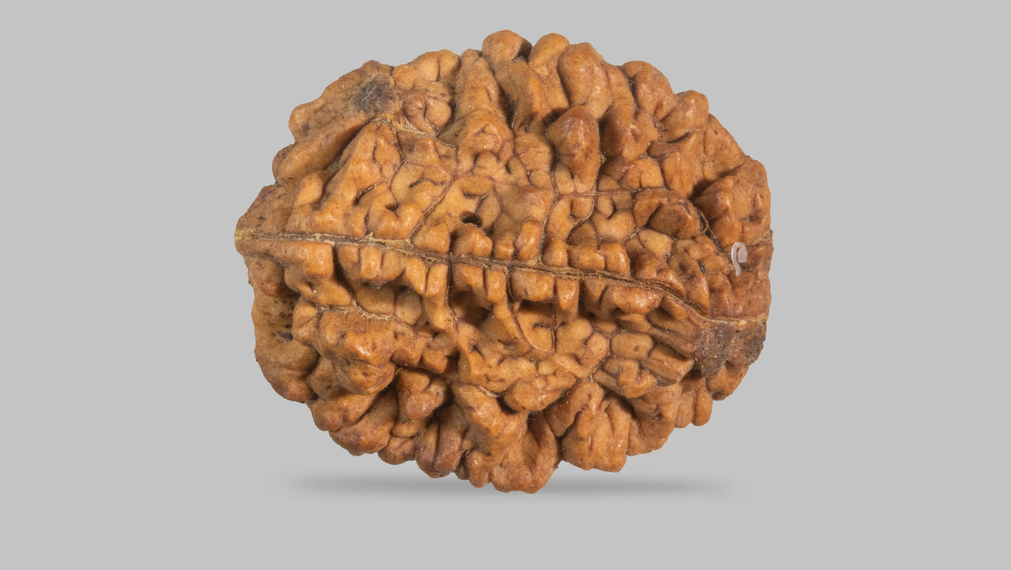2 MUKHI RUDRAKSHA (35.11 mm)