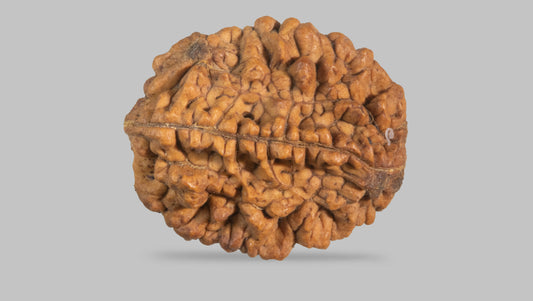 2 MUKHI RUDRAKSHA (35.11 mm)