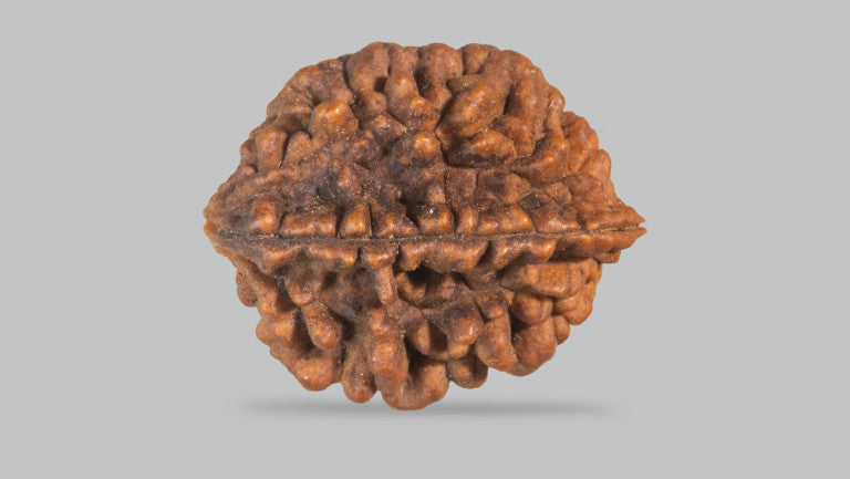 2 MUKHI RUDRAKSHA (29.46 mm)