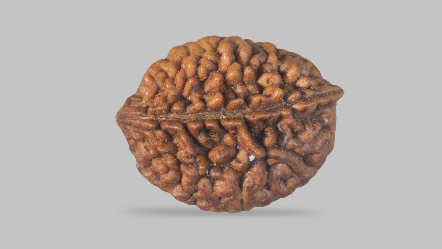 2 MUKHI RUDRAKSHA (27.60 mm)