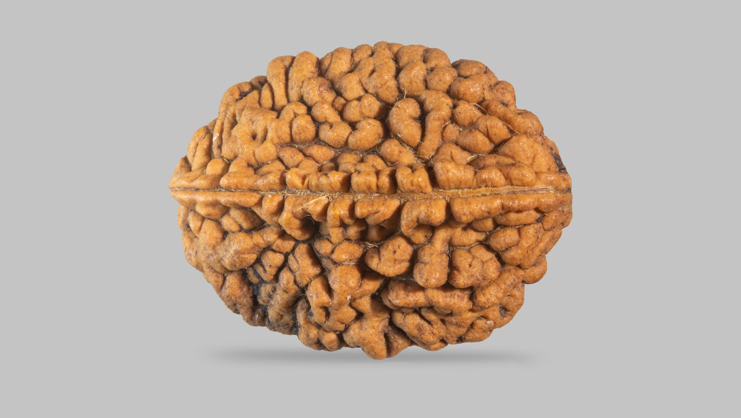 2 MUKHI RUDRAKSHA (29.40 mm)