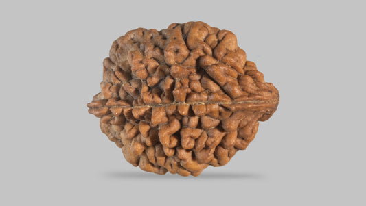 2 MUKHI RUDRAKSHA (29.90 mm)