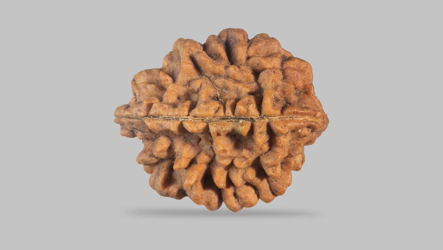 2 MUKHI RUDRAKSHA (25.55 mm)