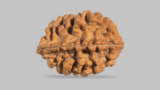 2 MUKHI RUDRAKSHA (26.98 mm)