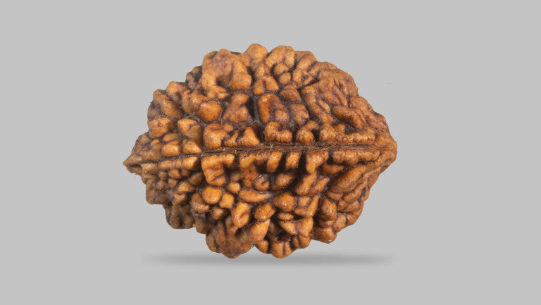 2 MUKHI RUDRAKSHA (28.89 mm)