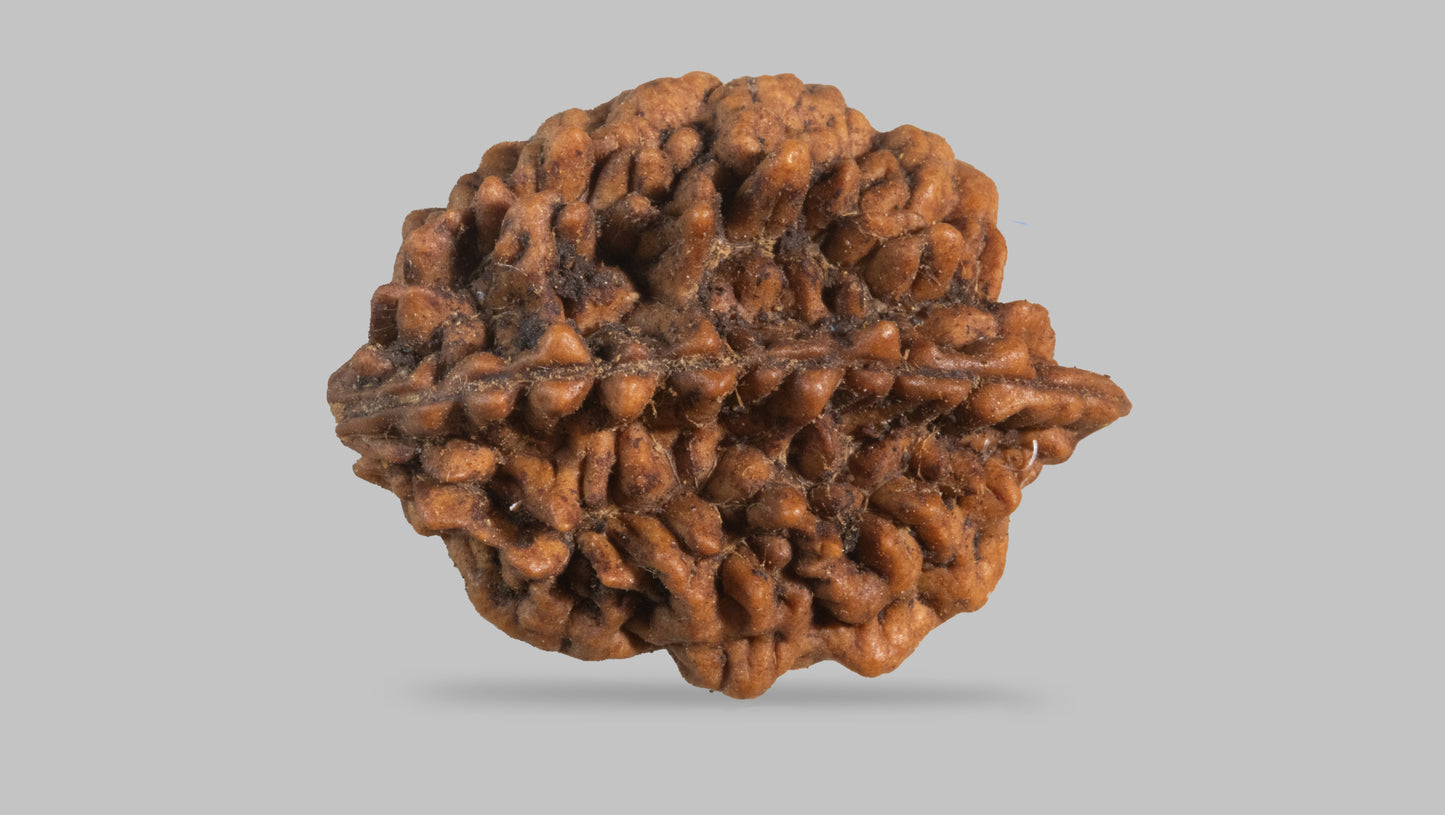 2 MUKHI RUDRAKSHA (28.77 mm)