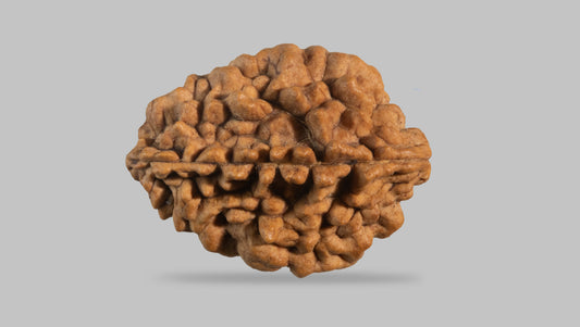 2 MUKHI RUDRAKSHA (34.55 mm)