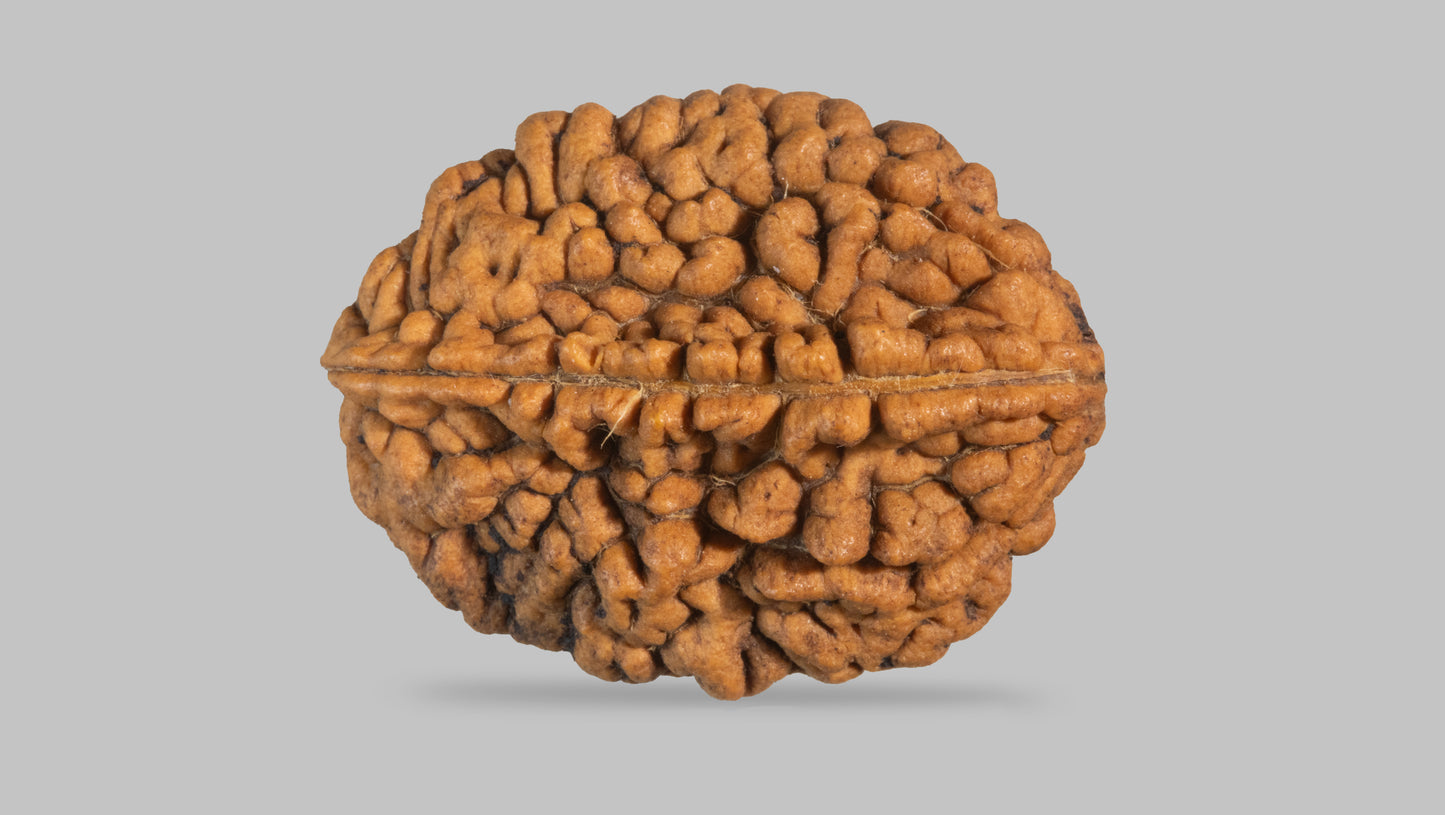 2 MUKHI RUDRAKSHA (33.90 mm)