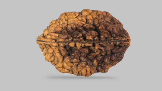 2 MUKHI RUDRAKSHA (29.65 mm)
