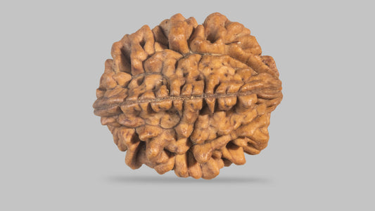 2 MUKHI RUDRAKSHA (30.70 mm)