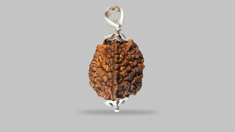 2 MUKHI RUDRAKSHA (29.60 mm)
