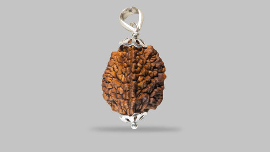 2 MUKHI RUDRAKSHA (29.60 mm)