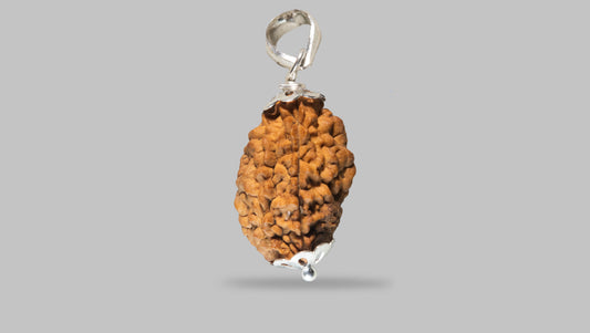 2 MUKHI RUDRAKSHA (26.88 mm)
