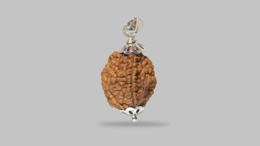 2 MUKHI RUDRAKSHA (26.58 mm)