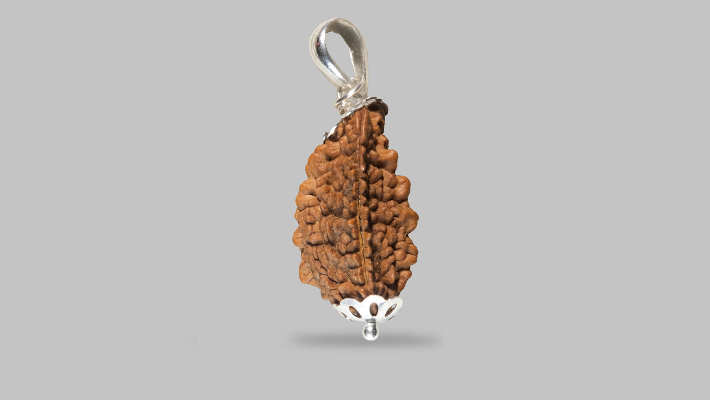 2 MUKHI RUDRAKSHA (21.55 mm)