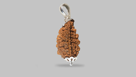 2 MUKHI RUDRAKSHA (21.55 mm)