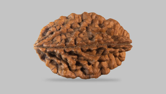 2 MUKHI RUDRAKSHA (31.41 mm)