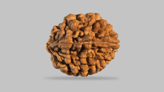 2 MUKHI RUDRAKSHA (30.33 mm)