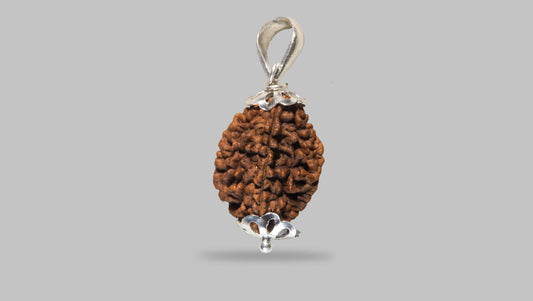2 MUKHI RUDRAKSHA (25.01 mm)