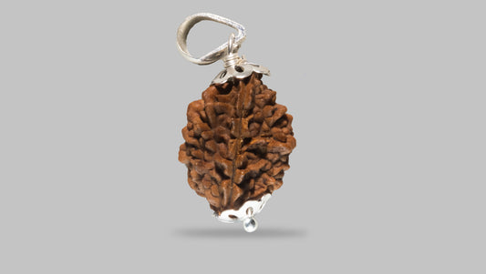 2 MUKHI RUDRAKSHA (25.51 mm)