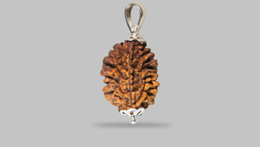 2 MUKHI RUDRAKSHA (28.98 mm)