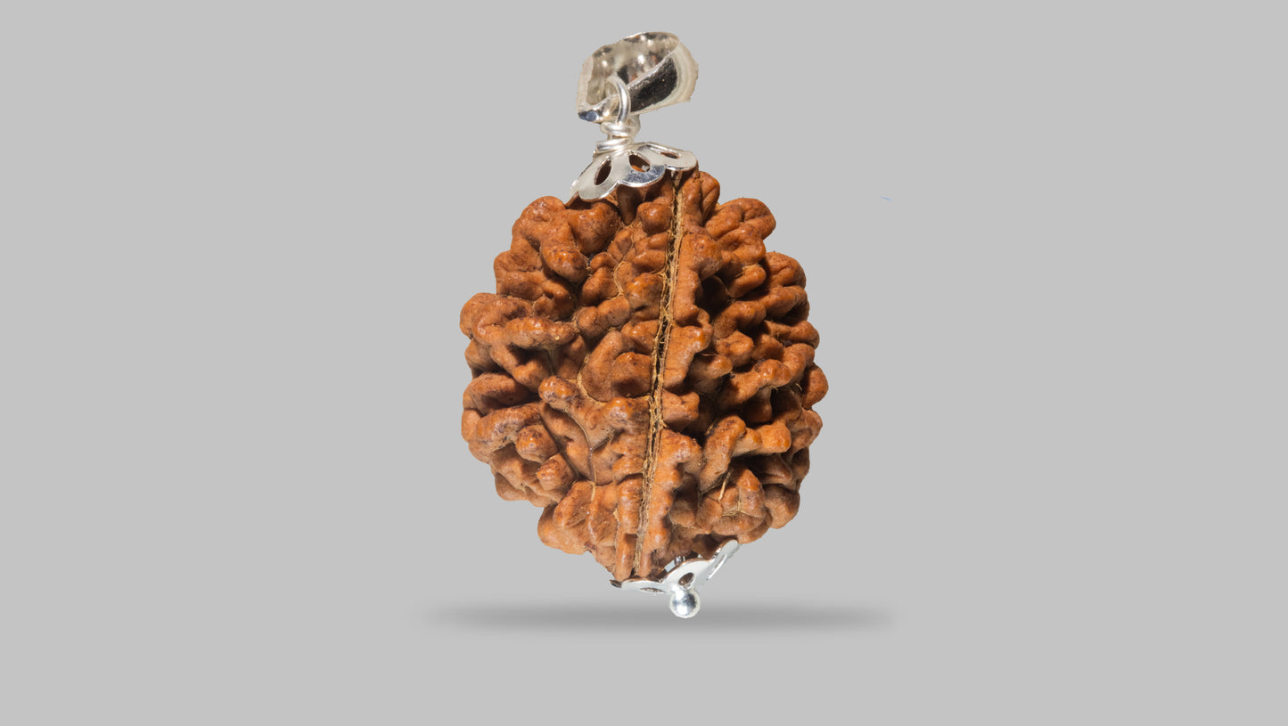 2 MUKHI RUDRAKSHA (31.94 mm)