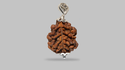 2 MUKHI RUDRAKSHA (29.11 mm)