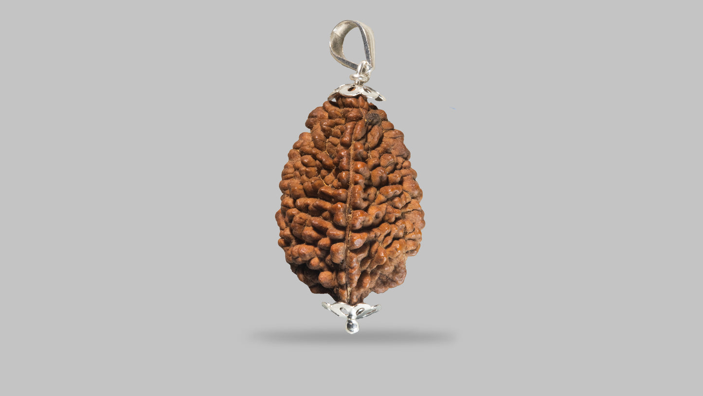 2 MUKHI RUDRAKSHA (40.31 mm)