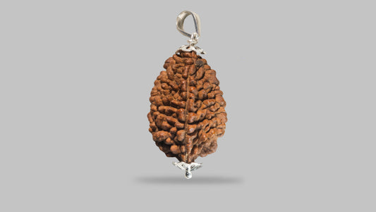 2 MUKHI RUDRAKSHA (40.31 mm)