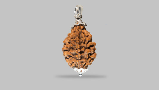 2 MUKHI RUDRAKSHA (31.02 mm)