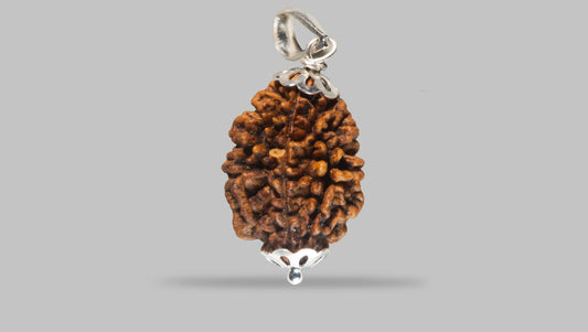 2 MUKHI RUDRAKSHA (29.58 mm)
